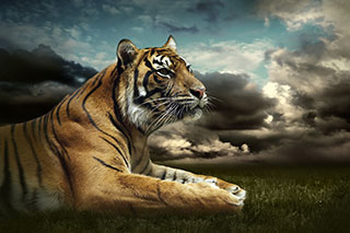 Read more about the article Tiger Capital Group – Diversifying to Meet Evolving Market Demands 